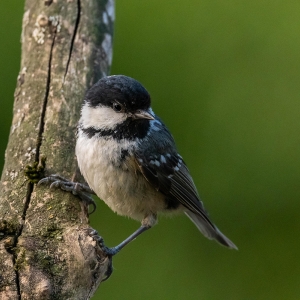 Redwell   27 05 2020   D500   Les 49.jpg